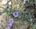 Globularia alypum